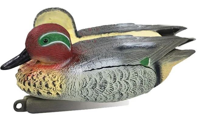 Appelant canard sarcelle mâle moussé