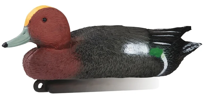 Appelant canard siffleur mâle