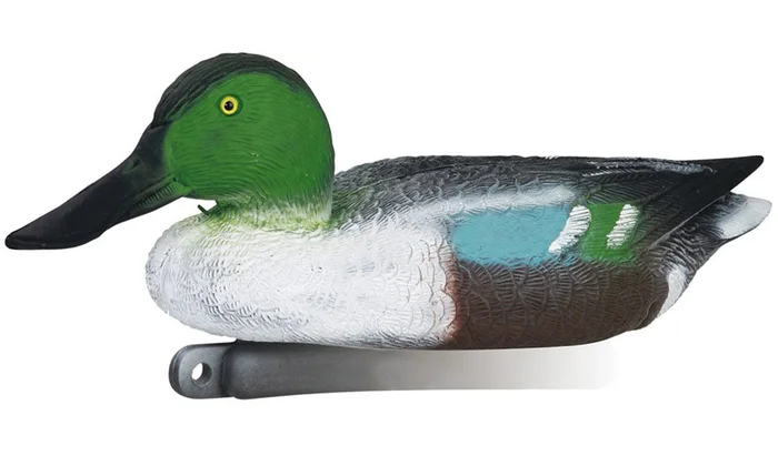 Appelant canard souchet mâle