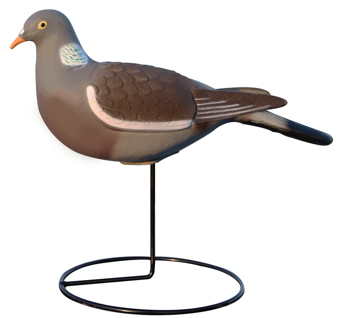 Appelant pigeon droit HD
