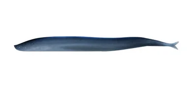 Berkley Gulp! Saltwater Sand Eel – 5&Prime; Silver Mud