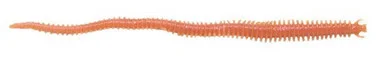 Berkley Gulp! Saltwater Sandworm – 6&Prime; Natural GSSW6-NAT