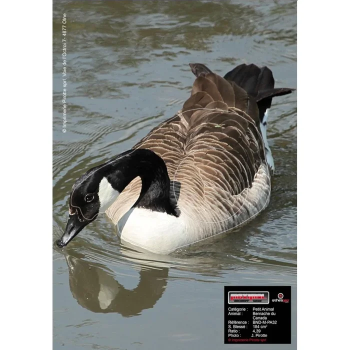 Blason Animalier tir à l&rsquo;arc Maximal Small Animals 30X40 Canadian Goose