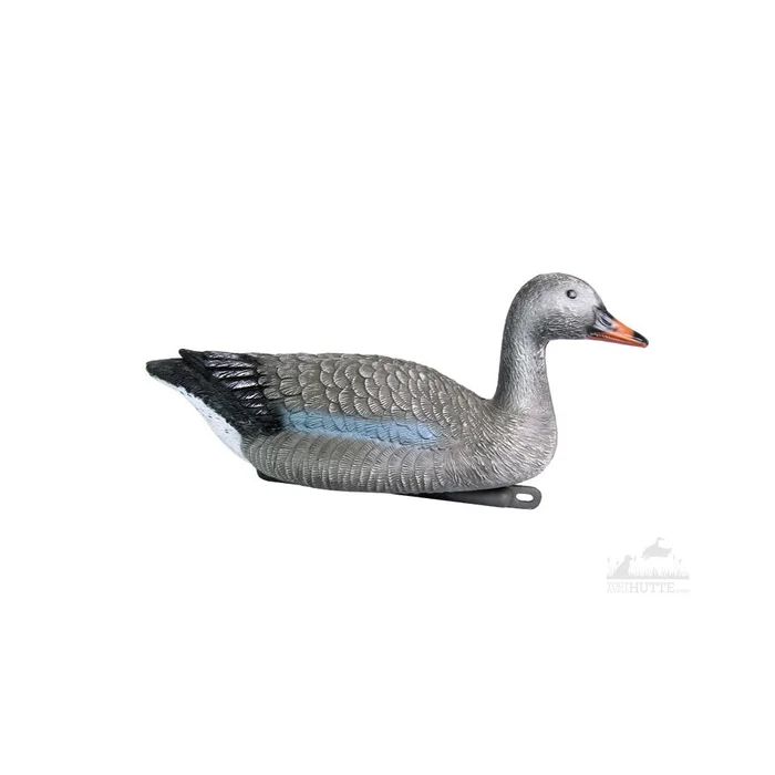 Blette d’oie cendrée flottante