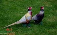 FAISAN NF