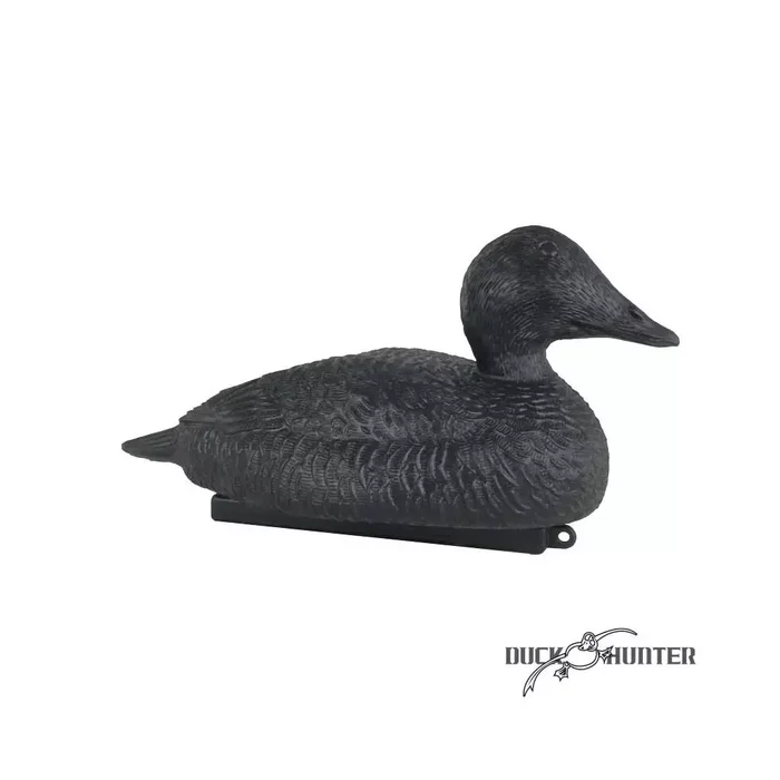Forme d’eider noire x 12