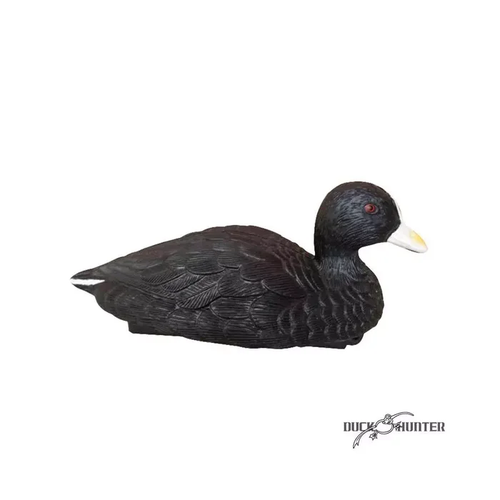 Forme de foulque