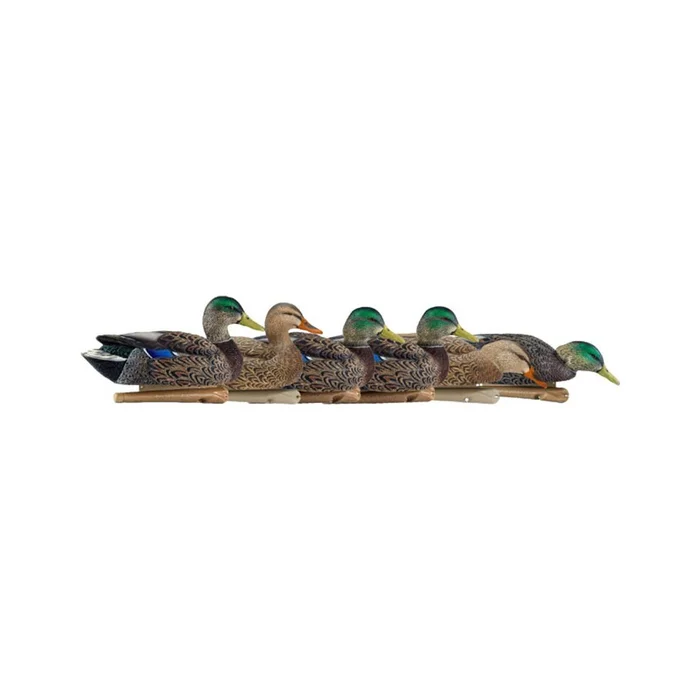 Formes de colvert AvianX early season HD