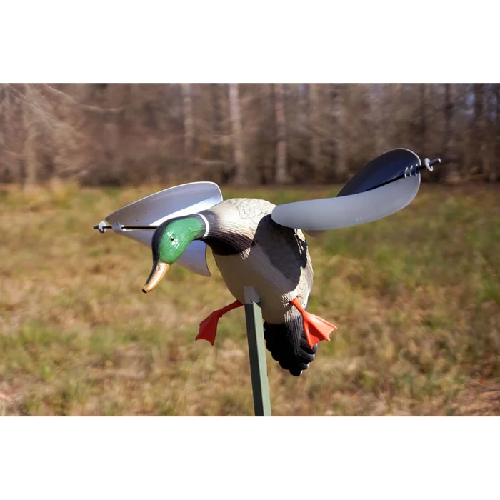 Mojo Colvert aile au vent