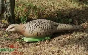 POULE FAISANE NF